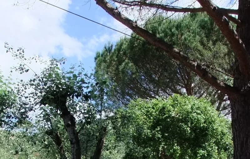 Branches and treetops in the campsite